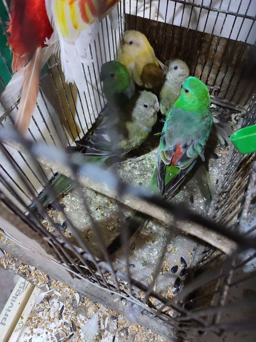 Papagali nimfe și micul  și marele Alexander baraband  peruși rosela a