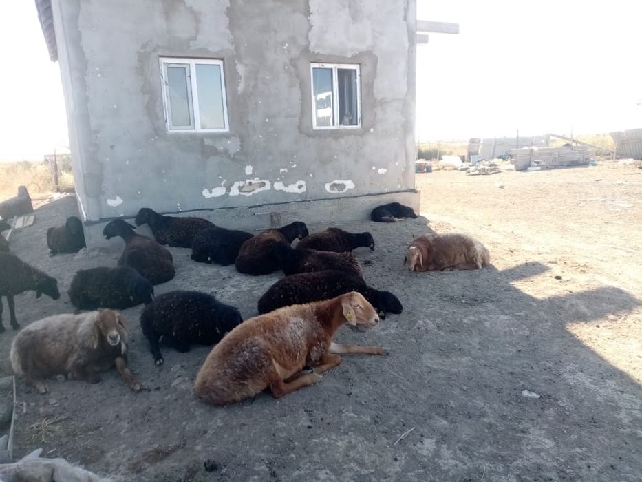 Токты. кой . бараны. сатылады