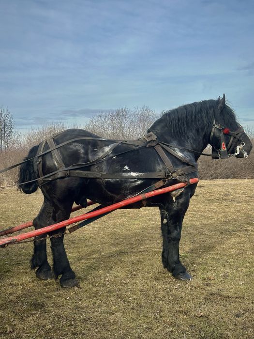 Armasar sange rece unguresc