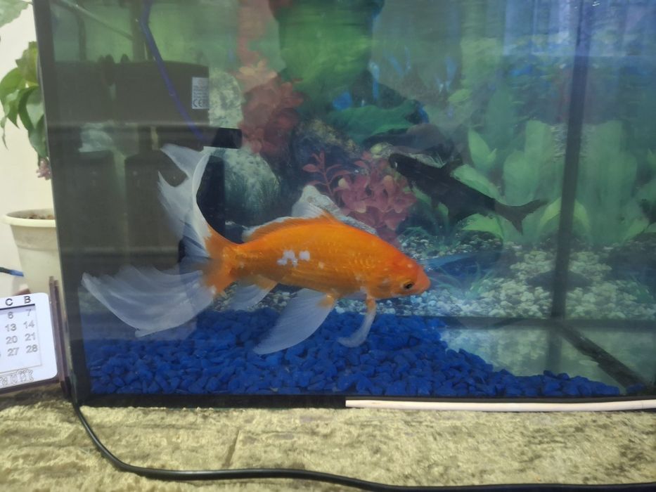 Аквариум с рыбками