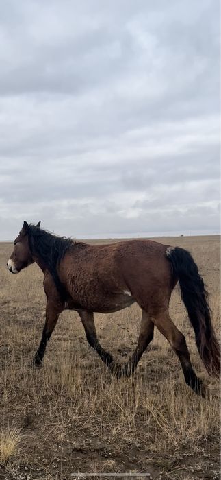 Донежин байтал сатылады семиз даланын малы