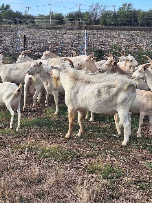 Capre Saanen de vânzare