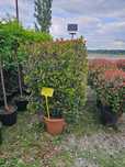 Gard viu din plante