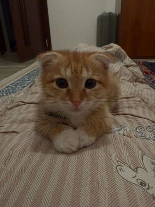 Лимми 4 месяц кошечка