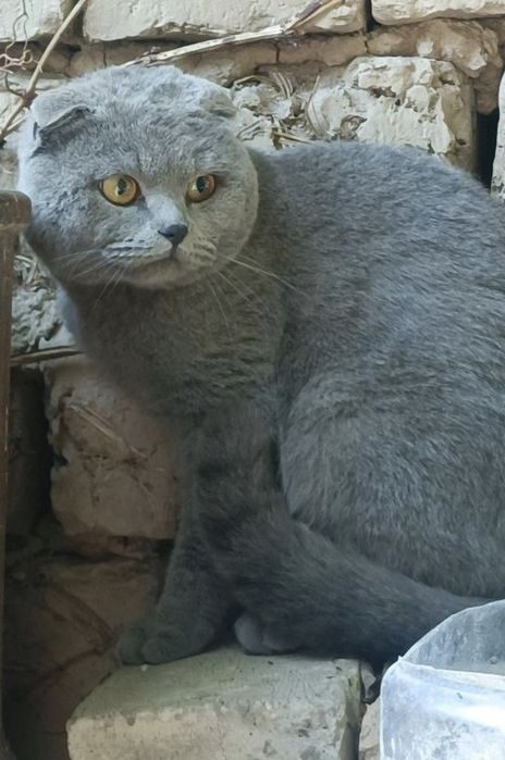 Mushuk sotiladi !!! Skotish fold .