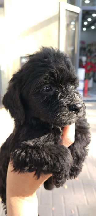 Продаются щенки породы русский охотничий спаниель