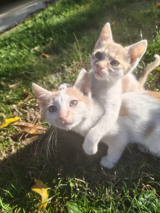 Adopție pisoi  jucăuși