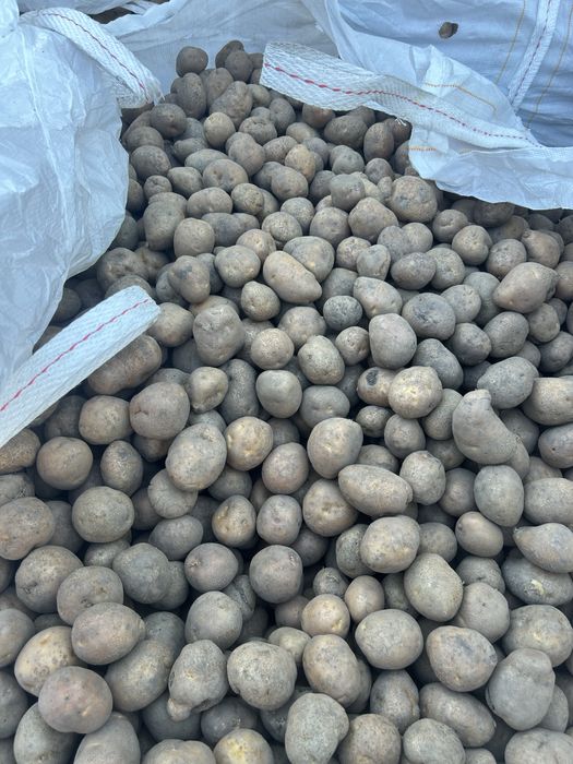 Vand cartof samanta Bellarosa