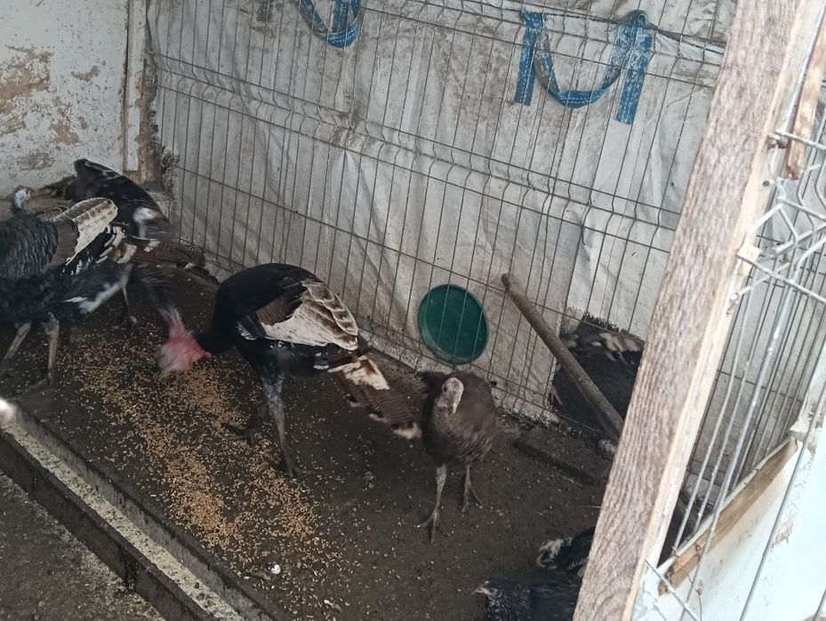 Vând curci de țară