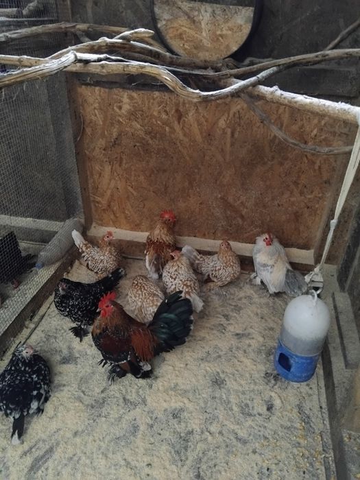 Mii de flori  rasa pură