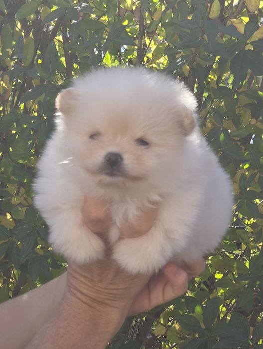 Померанче Момиче