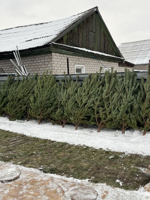 Елки новогодние сосны живые