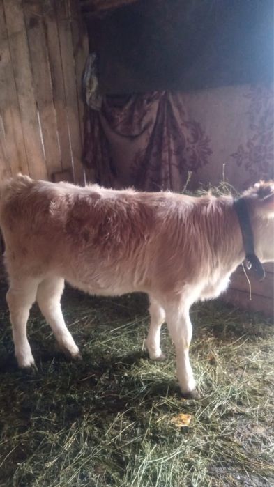 Vita de 3 luni de vanzare