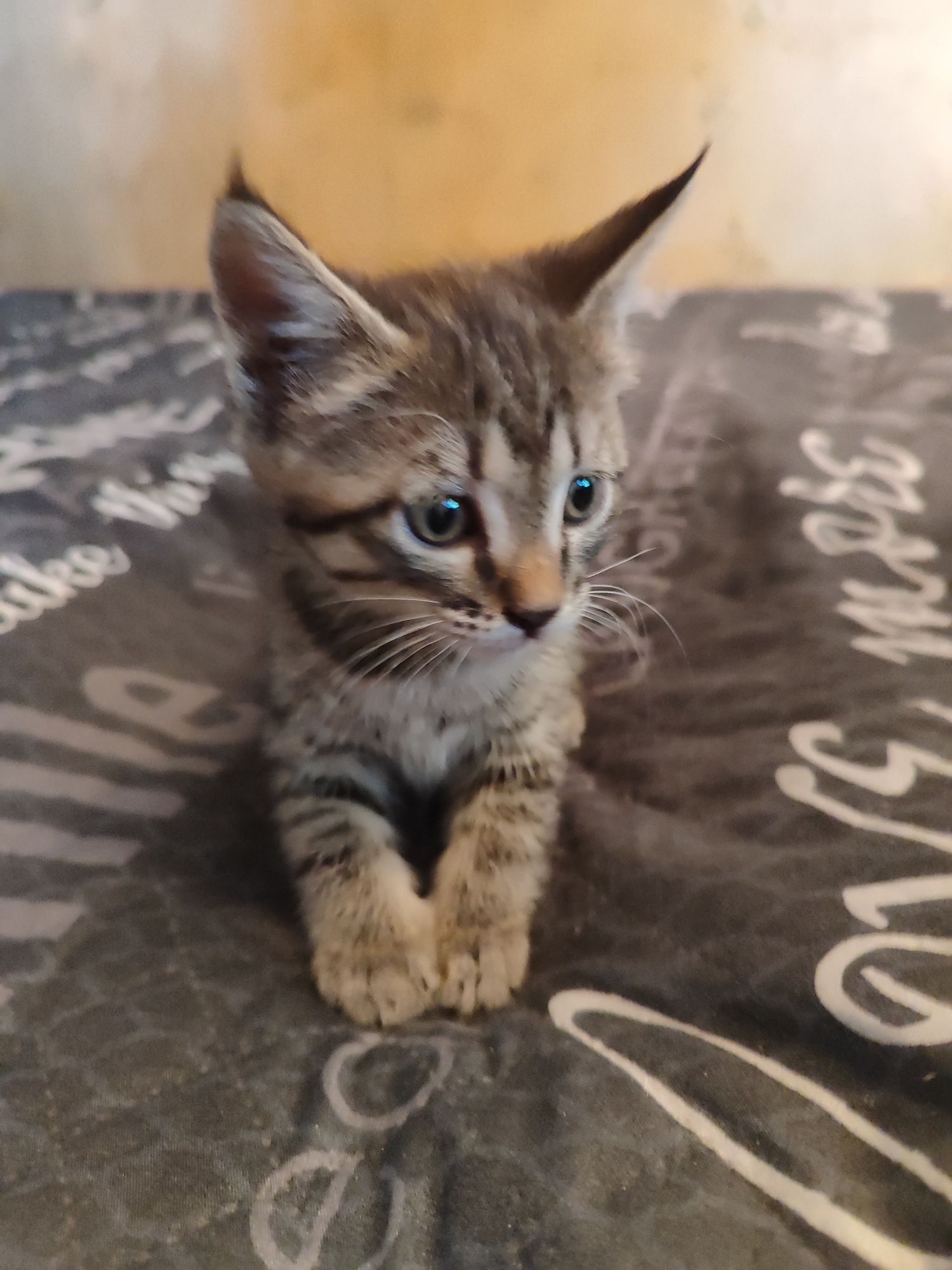 Отдам котят.  Бесплатно.