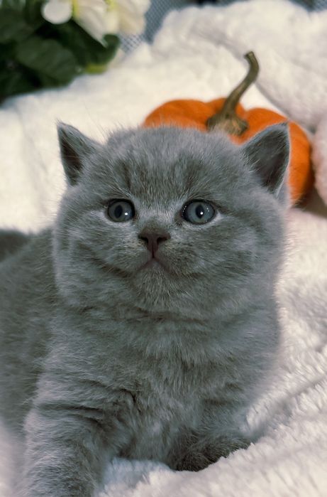 British shorthair