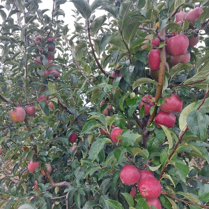 Mere de vanzare din productie proprie