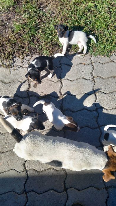 Джак ръсел териер