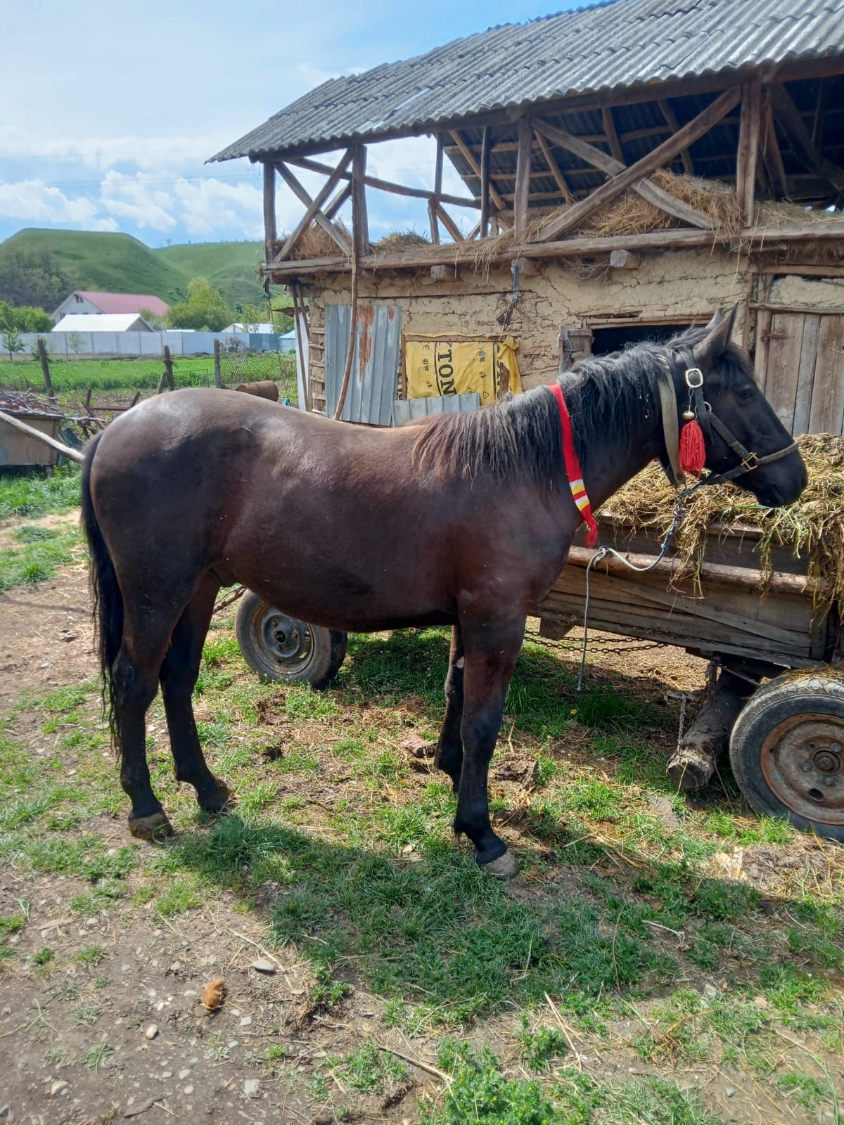 Mânz de vărsare sau chimb cu iapa