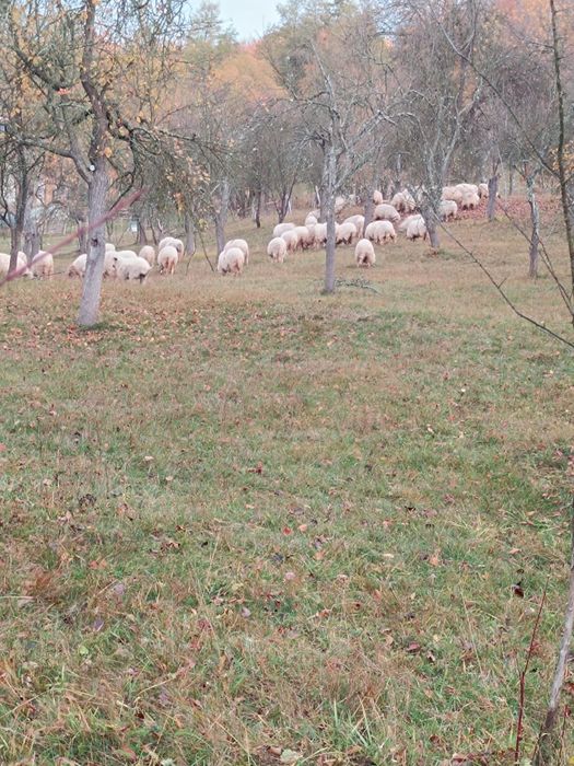 Vând oi rasa țurcană