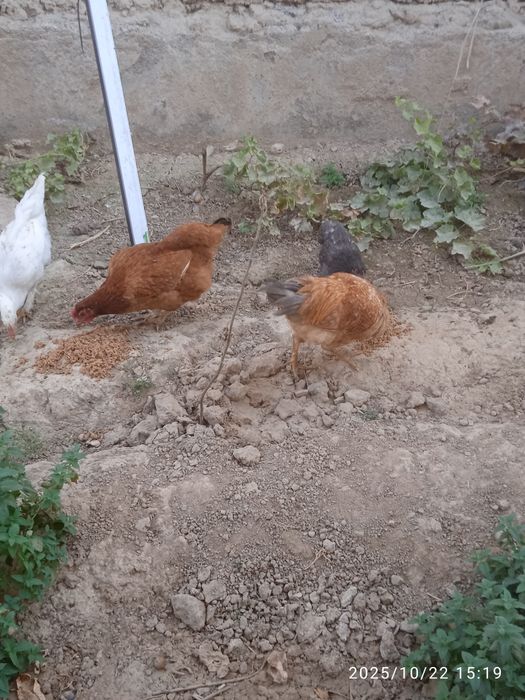 Товуқ ,хўроз,жўжалар