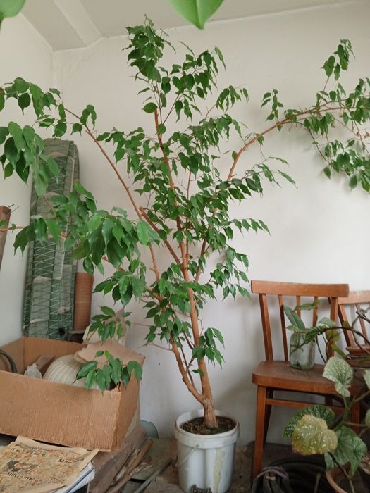 Фикус Бенджамин, Цветок, Комнатное растение, комнатное дерево