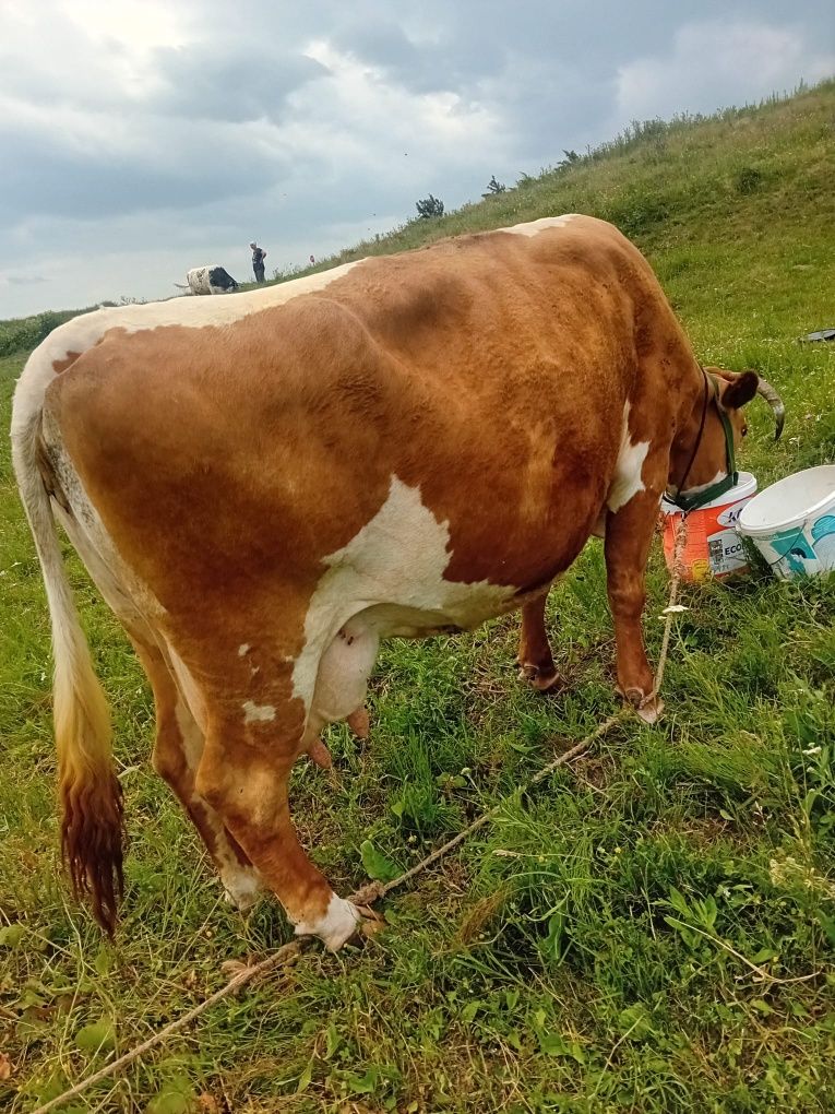 De vânzare doauă vacii
