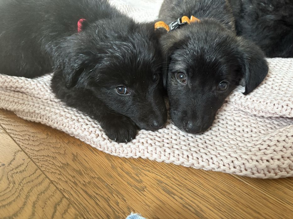 Donez cateluse ( pana in 5-6 saptamani)