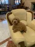Baietel Goldendoodle