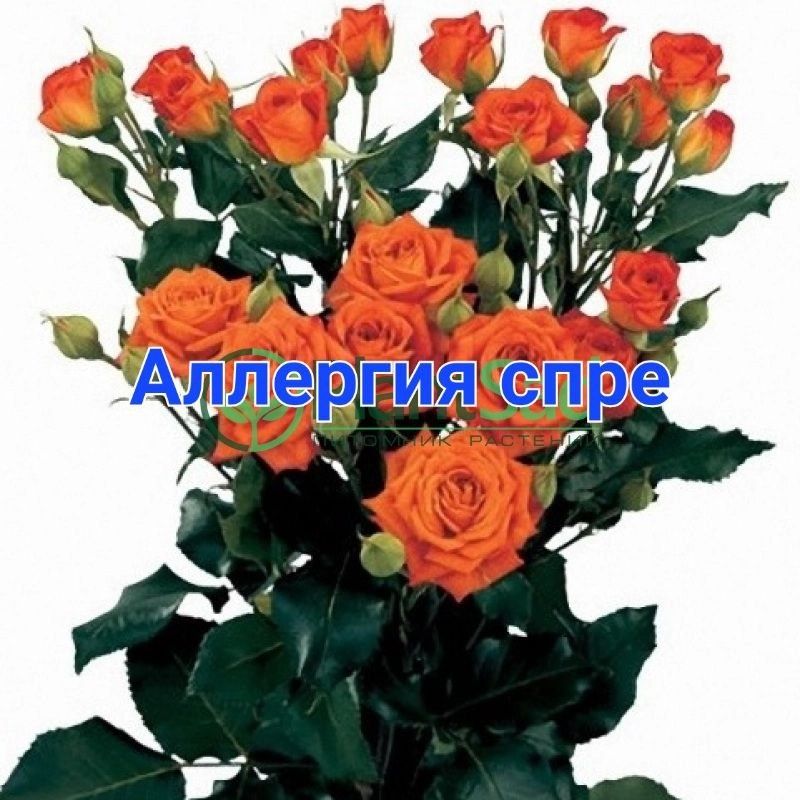 Хар хил турдаги атиргулар сотилади