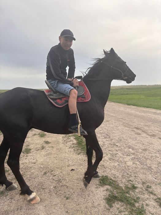 Айғыр сатылады 4жасар