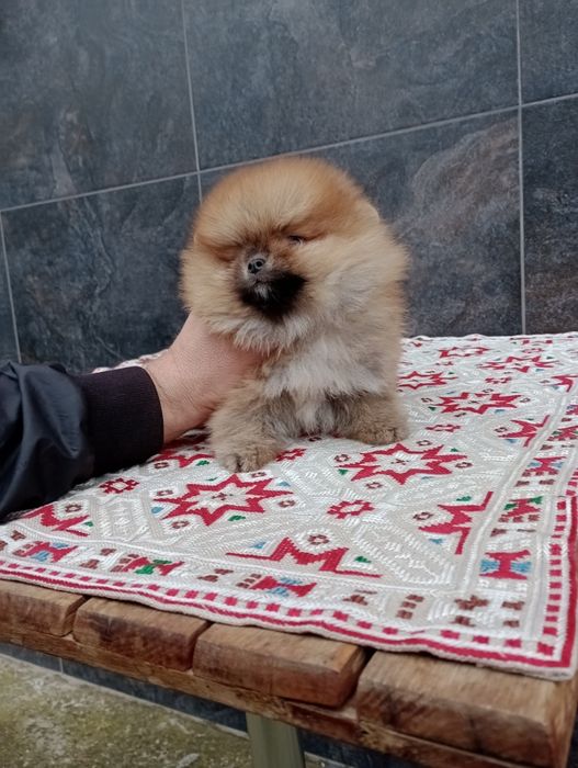 Мъжки Померан. Реални снимки!