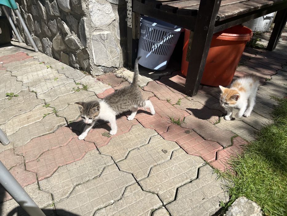 Pisicuțe gratuite pentru adopție responsabilă