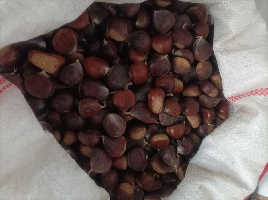 Castane proaspete culese