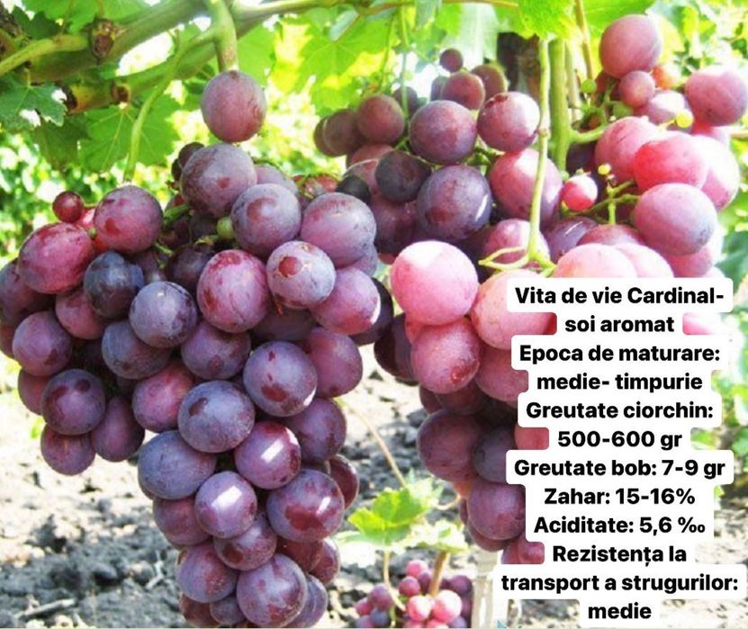 Viță de vir altoita si hibrida