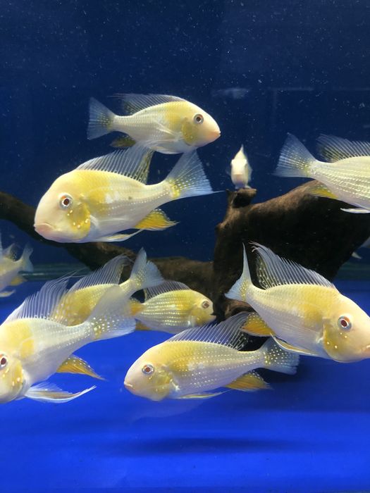 Акарихтис Хеккеля  Альбино