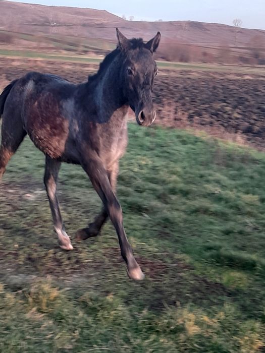 De vânzare sau schimb