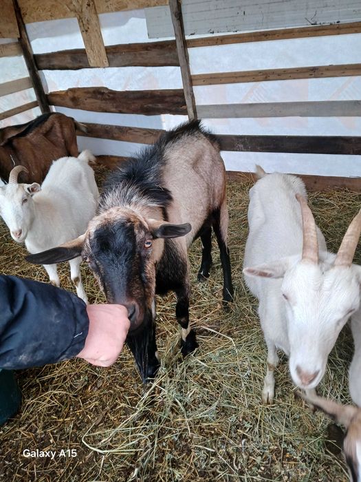 Vant tap de rasa 1 an