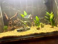 Acvariu pesti 150l