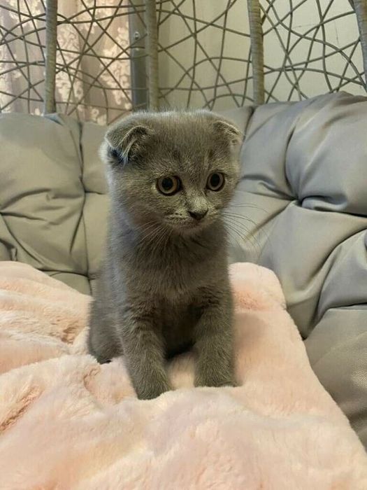 шотландская веслоухая котёнок