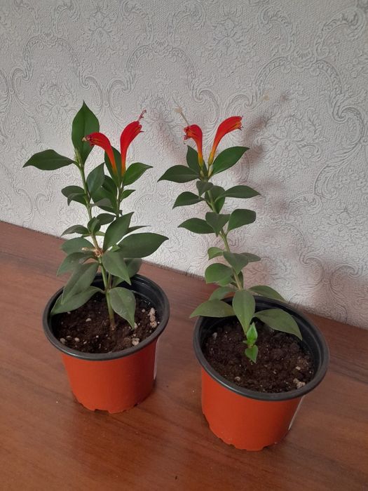 Эсхинантус Жар птица