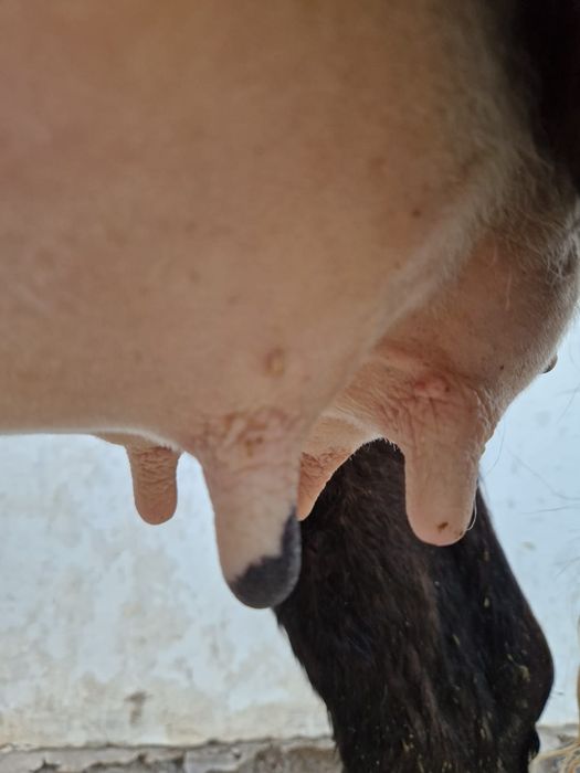 Бузаулы сиыр  сауын сиыр