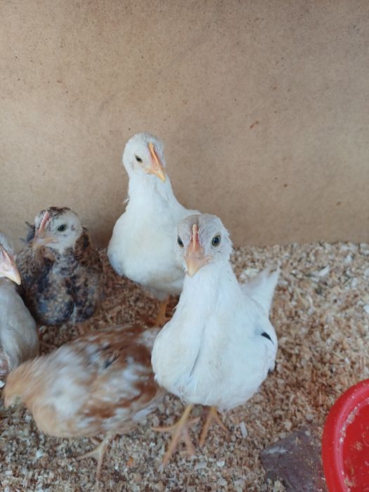 Хашакаи жужалар 9 та