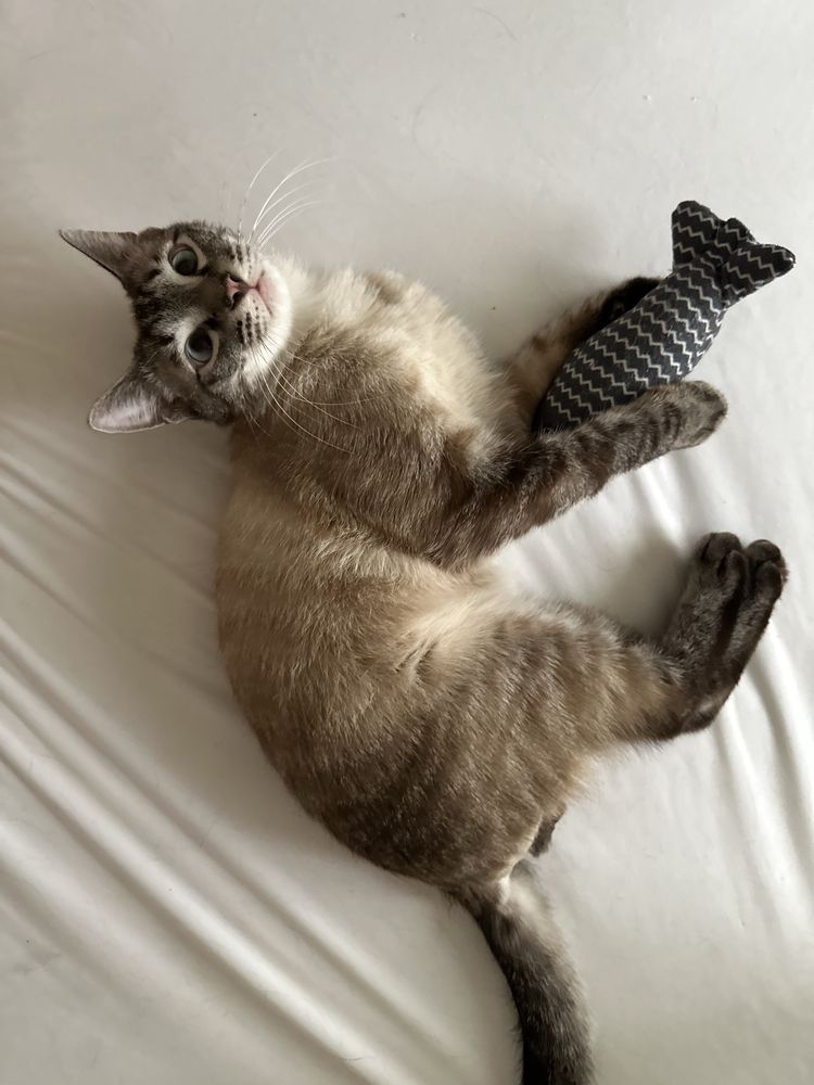 Тайский котик Барни, 10 месяцев