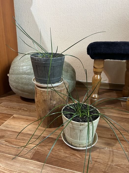 Продам  цветок зефирантес ( домашний подснежник)