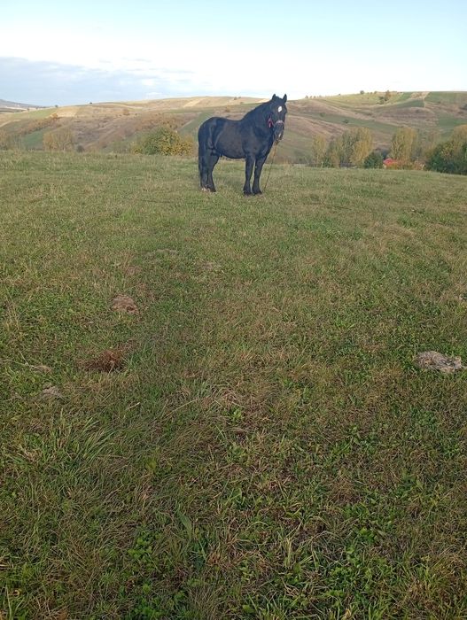 De vânzare armăsar