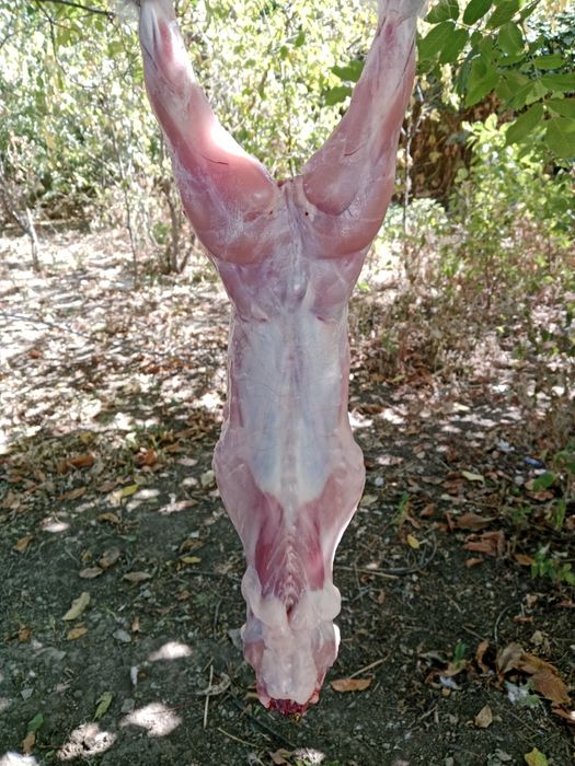 мясо кролика свежий