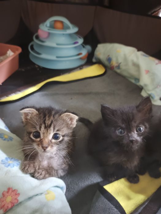 Отдам забавных котят!