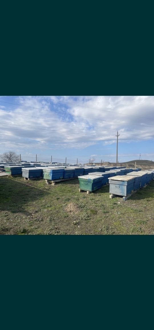 Stupi 18 rame preț începând de la 35 lei