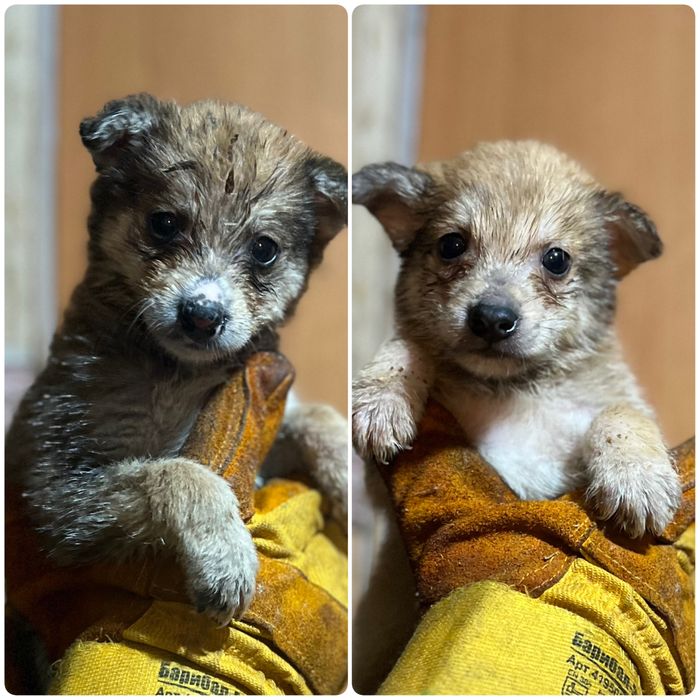 Щенки в хорошие руки