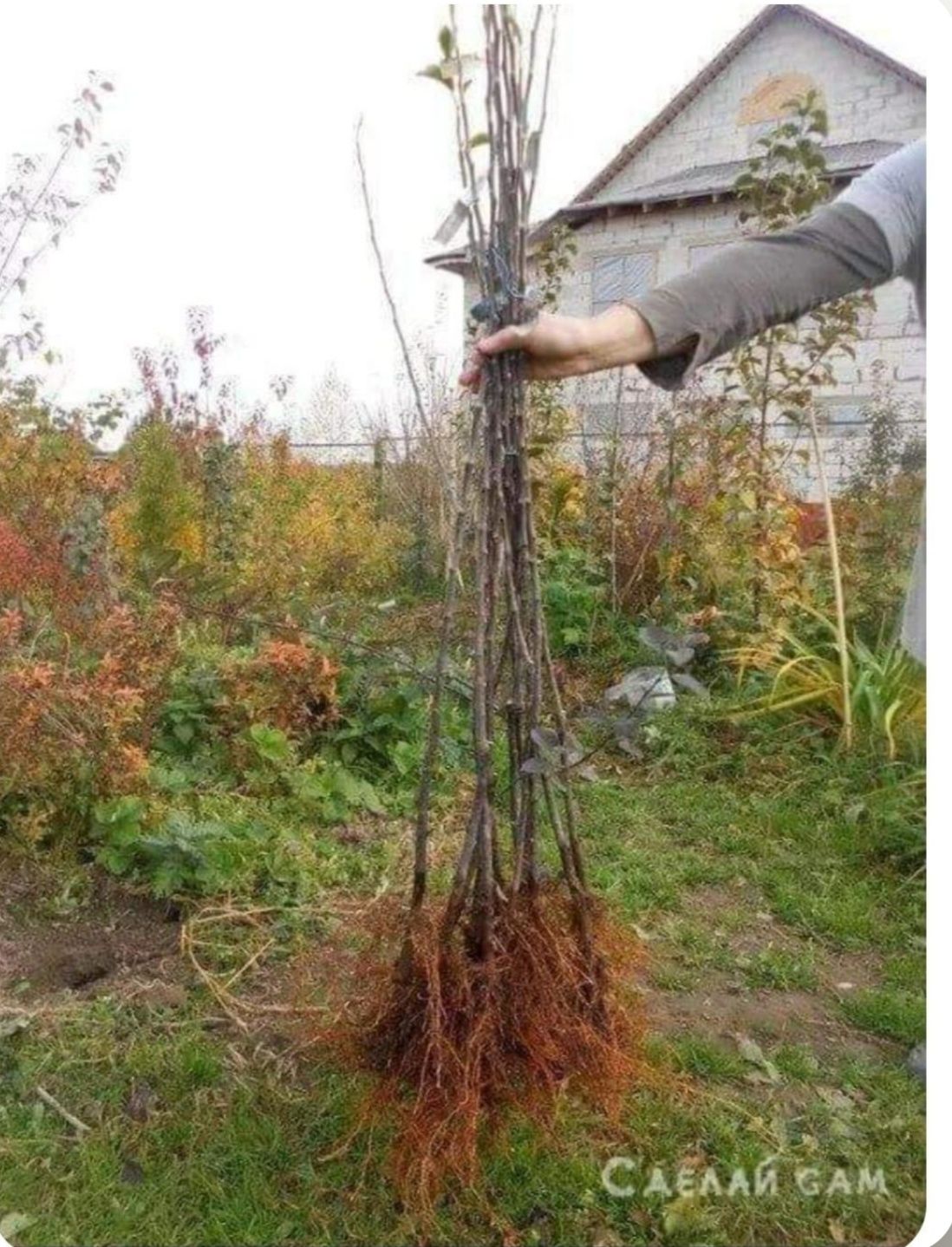 Продам САЖЕНЦЫ плодовых деревьев